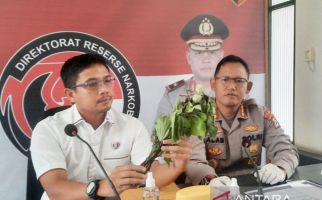 Hasil Uji Labfor Mabes Polri terhadap Kecubung, Wah, Bahaya Juga - JPNN.com