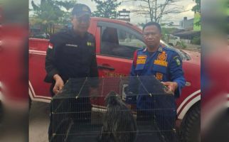 BKSDA Amankan Lutung yang Tersengat Listrik di Sampit - JPNN.com