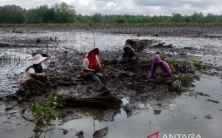 193.100 Mangrove Ditanam Untuk Pulihkan Ekosistem Lingkungan di Kalsel - JPNN.com