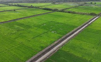 Mentan Amran Ungkap Varietas Padi Unggul Sukses Diujicobakan di Lumbung Pangan Merauke - JPNN.com