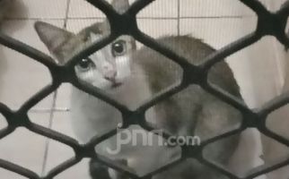 Viral Pemilik Indekos di Semarang Makan Kucing untuk Obati Diabetes, Polisi Turun Tangan - JPNN.com