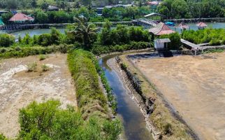 Menyambut HUT RI, PT Bigga Damai Utama Tanam 1.000 Bibit Mangrove di Pantai Pasir Kadilangu - JPNN.com