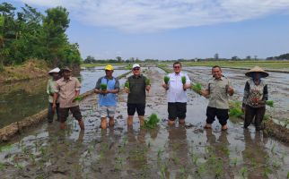 Kementan dan Pemkab Probolinggo Tanam Padi Bersama Demi Mendongkrak PAT dan LTT - JPNN.com