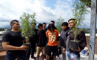 Membudidayakan Ganja di Atap Rumah, 2 Remaja Ditangkap Polresta Mataram - JPNN.com