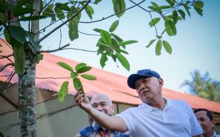 Menteri Teten Dorong Pengembangan Produk Kratom - JPNN.com