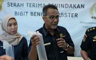 Bea Cukai Gagalkan Penyelundupan 148.091 Ekor Benih Lobster, 2 Orang Diamankan - JPNN.com