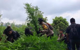 Lereng Gunung Semeru Ditanami Ribuan Pohon Ganja - JPNN.com