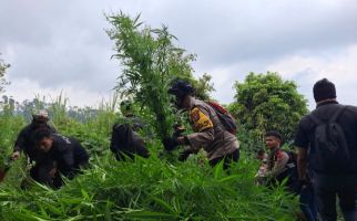 Polisi Temukan 10.000 Tanaman Ganja di Lereng Gunung Semeru - JPNN.com