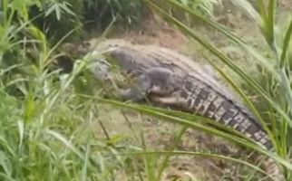 Geger, Buaya Lepas dan Berkeliaran di Sawah Warga Cianjur - JPNN.com