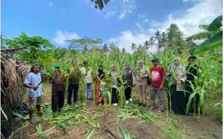 Demplot KPB Totari Laha Halmahera Barat Sukses Panen Perdana Jagung Dua Tongkol - JPNN.com