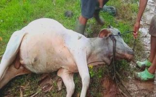 Puluhan Ekor Sapi di Gorontalo Mati Diracun - JPNN.com