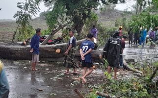 Tertimpa Pohon Tumbang di Gowa, Pengendara Motor Meninggal Dunia - JPNN.com