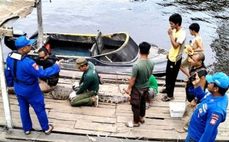 Buaya Muara 2,5 Meter di Pulau Hanaut Dievakuasi BKSDA Sampit - JPNN.com