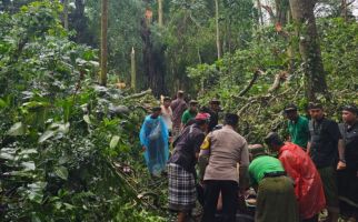 Pohon Tumbang Menewaskan 2 WNA di Ubud - JPNN.com