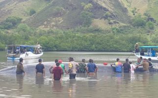 Paus 15 Meter yang Terdampar di Ngada NTT Digiring ke Laut Lepas - JPNN.com