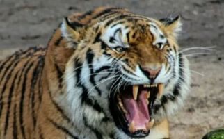 Harimau Sumatra Memangsa Ternak Milik Warga di Pesisir Barat Lampung - JPNN.com