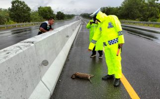 Hewan Dilindungi Macan Akar Mati Terlindas di Tol Dumai-Pekanbaru - JPNN.com