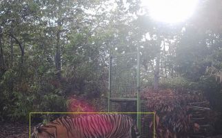 Harimau Sumatra Terekam Kamera di Pesisir Barat Lampung, Melintas Dekat Kandang Jebak  - JPNN.com