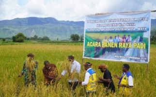 140 Kelompok Tani P3A Wita Waya Panen Perdana Padi di Papua Pegunungan - JPNN.com