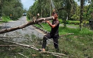 2 Warga Meninggal Tertimpa Pohon Tumbang di Pangkalpinang - JPNN.com