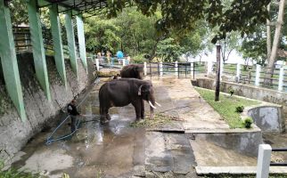 Begini jadinya Kalau 2 Gajah di Wonogiri Sedang Berahi - JPNN.com