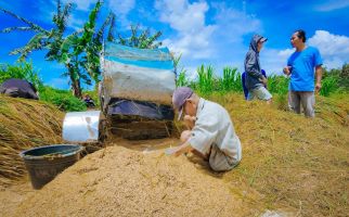 Harga Gabah di Bawah HPP, Petani Kulon Progo Minta Bulog Bertindak - JPNN.com