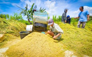 Harga Gabah di Bawah HPP, Petani Kulonprogo Minta Bulog Segera Bertindak - JPNN.com