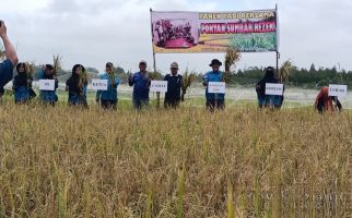 Harga Gabah Kering Naik di Riau, Petani Minta Bulog Menyerap Secara Merata - JPNN.com