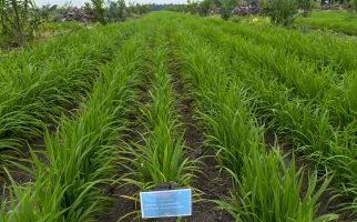 Progres Program Tanam Padi PTPN Tumbuh Subur, Pendapatan Petani Sawit Berpotensi Bertambah - JPNN.com