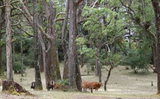 Taman Nasional Mutis Timau Ditutup Sementara, Ini Penyebabnya - JPNN.com