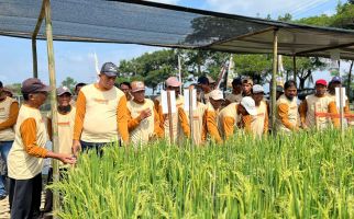 Syngenta Luncurkan Herbisida Padi Terbaru, Ini Keunggulannya - JPNN.com