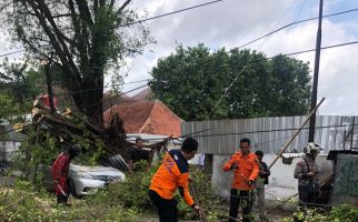 Lagi, Pohon Tumbang di Semarang, Mobil Ringsek Bagian Depan - JPNN.com