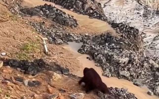 Gerak Cepat, BKSDA Kaltim Kerahkan Tim Cari Keberadaan Orangutan di Area Tambang - JPNN.com