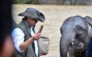 Menhut Raja Antoni Memandikan Gajah di Tangkahan, Dukung Ekowisata di Taman Nasional - JPNN.com