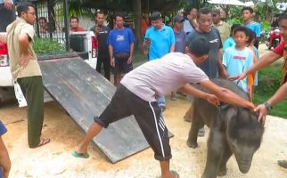 Anak Gajah Tersesat di Permukiman Warga, Kebingungan, Lihat - JPNN.com