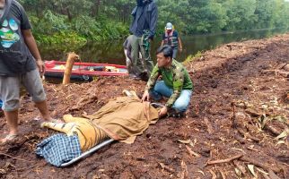 Pekerja di Pelalawan Diterkam Harimau Hingga Tewas, BBKSDA Bergerak - JPNN.com