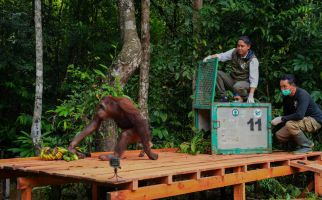 Hadiri Acara Prapelepasliaran Orang Utan, Menhut: Jadi Ajang Evaluasi Kinerja - JPNN.com