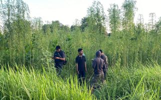 Bikin Heboh, Tanaman Mirip Ganja Ditemukan di Pekanbaru, Begini Kata Polisi   - JPNN.com