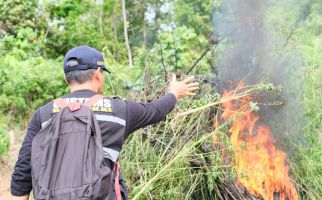 Dipimpin Irjen I Wayan Sugiri, BNN dan Bea Cukai Musnahkan Ladang Ganja 3 Hektare di Aceh - JPNN.com