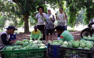 Bangga Bertani Mangga - JPNN.com