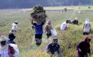 Panen Melimpah, Petani Kok Resah? - JPNN.com