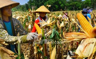 Harga Gabah dan Jagung Sudah di Sulut juga Turun - JPNN.com