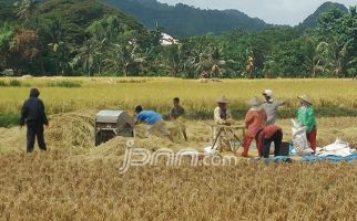 Petani Keluhkan Harga Gabah di Bawah HPP - JPNN.com