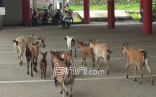 Terminal Mahal Kini Mirip Kandang Kambing - JPNN.com