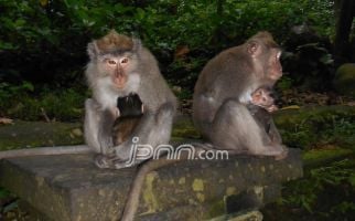 Kawanan Monyet Serbu Perkampungan, Wanita Jadi Sasaran - JPNN.com