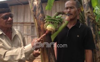 Heboh Pisang Hamil - JPNN.com