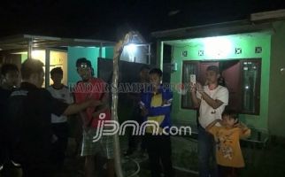 Mencekam! King Kobra 3 Meter Muncul di Permukiman Warga - JPNN.com