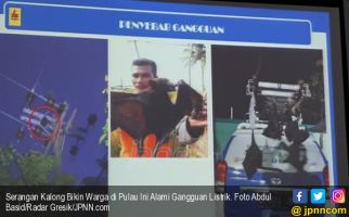 Serangan Kalong Bikin Warga di Pulau Ini Alami Gangguan Listrik - JPNN.com