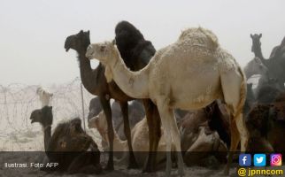 Arab Saudi Larang 15 Ribu Unta dan 10 Ribu Domba Qatar Melintasi Perbatasan - JPNN.com