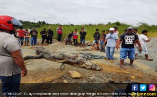 Buaya Besar Tertangkap, Umur 40 Tahun, Di Perutnya Ada Rambut Manusia - JPNN.com